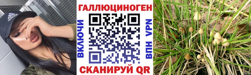 Купить закладки  Омутнинск  Псилоцибиновые грибы мицелий 